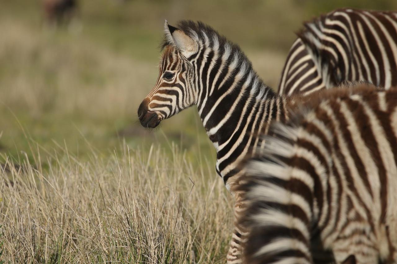 Kragga Kamma Game Park Villa Port Elizabeth Esterno foto