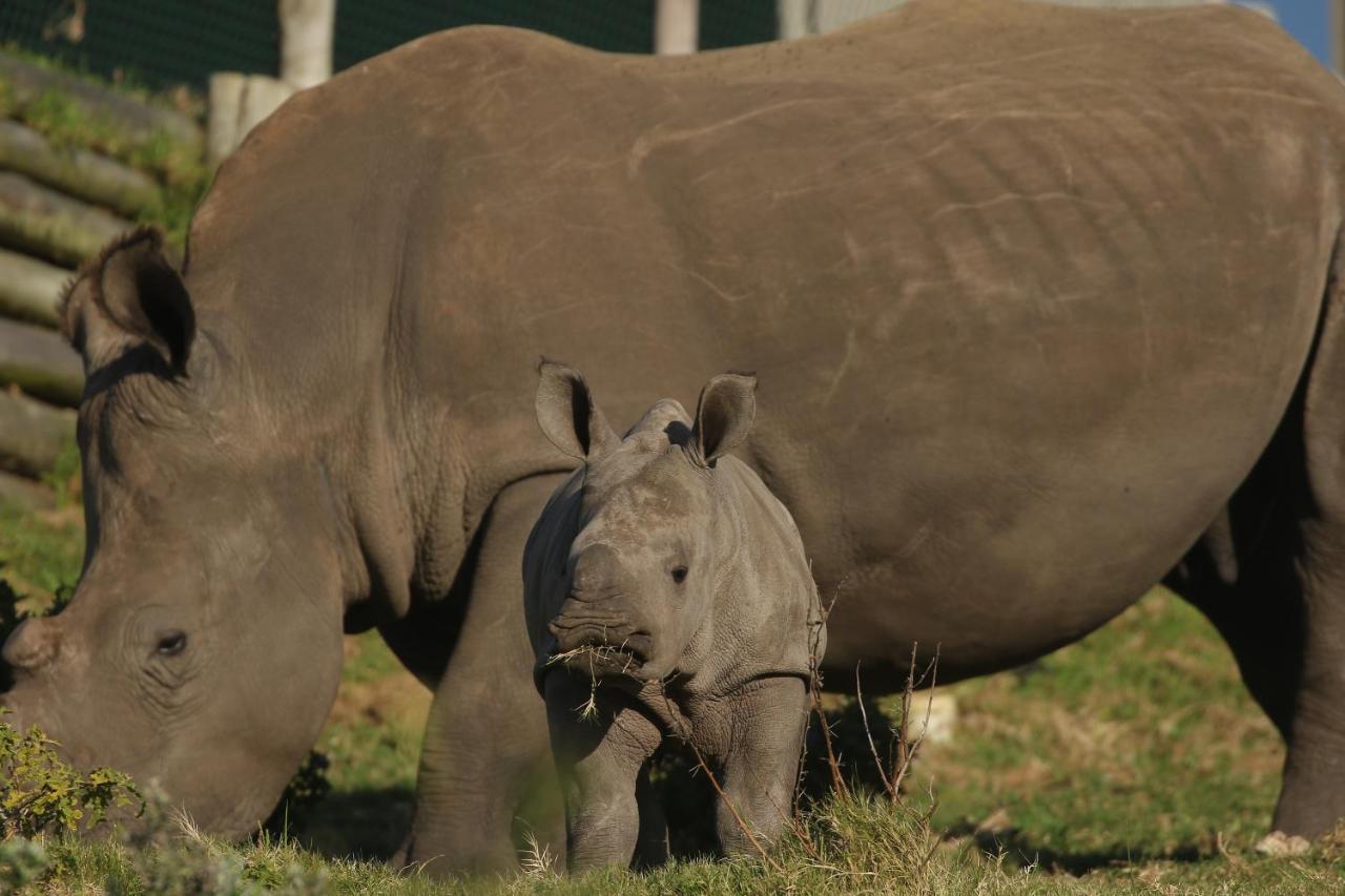 Kragga Kamma Game Park Villa Port Elizabeth Esterno foto