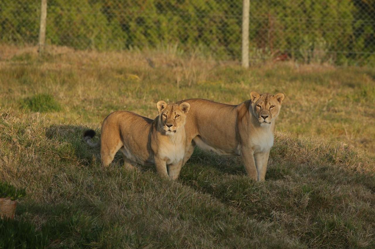 Kragga Kamma Game Park Villa Port Elizabeth Esterno foto