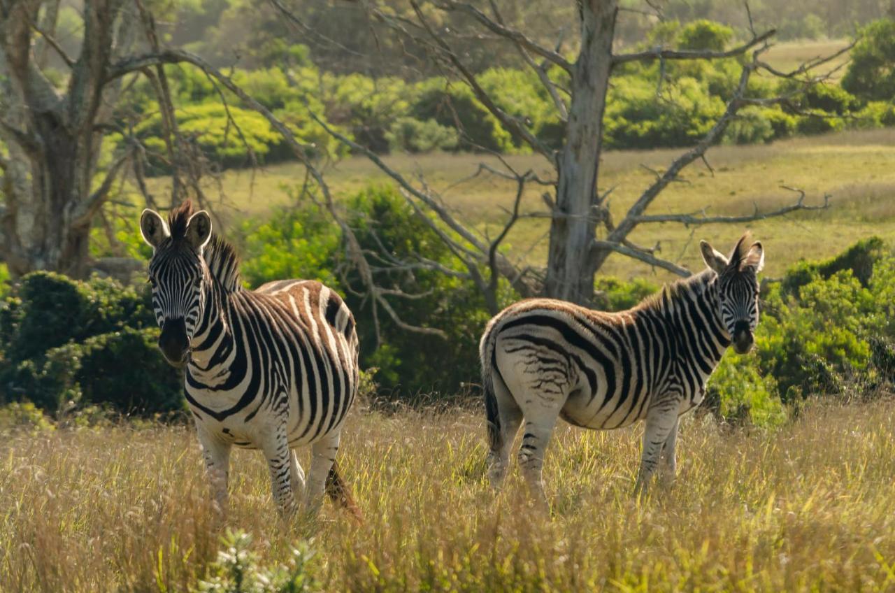 Kragga Kamma Game Park Villa Port Elizabeth Esterno foto