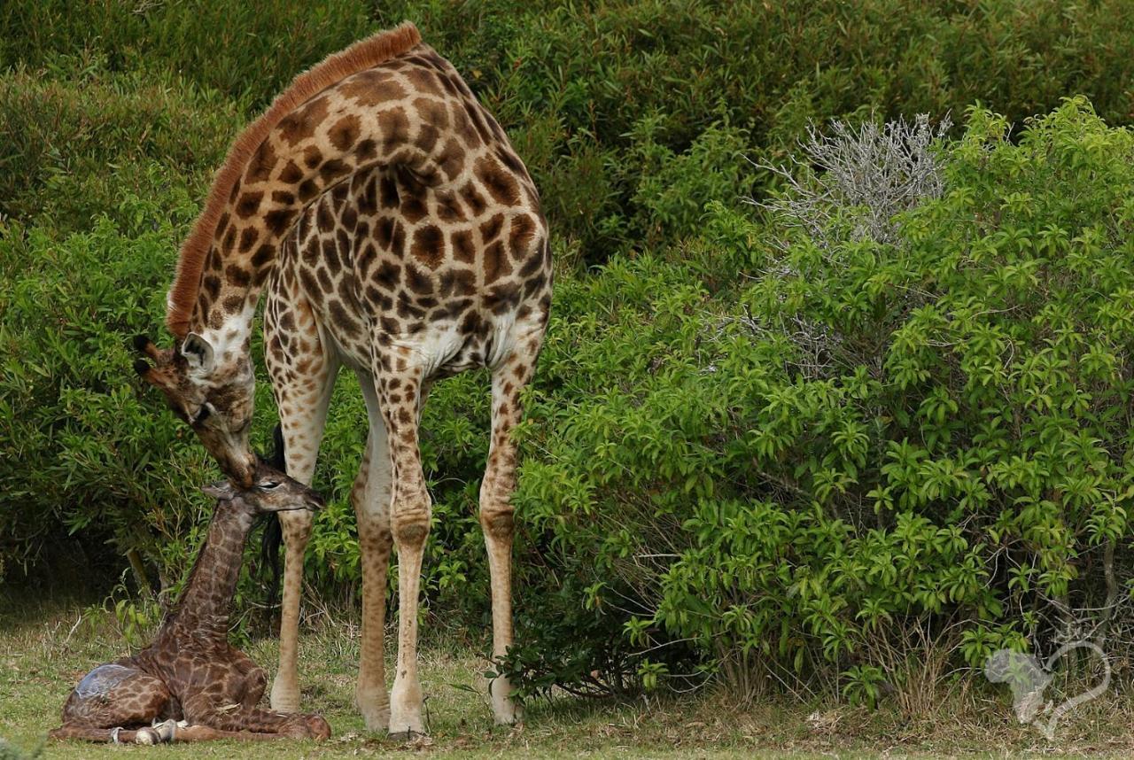 Kragga Kamma Game Park Villa Port Elizabeth Esterno foto