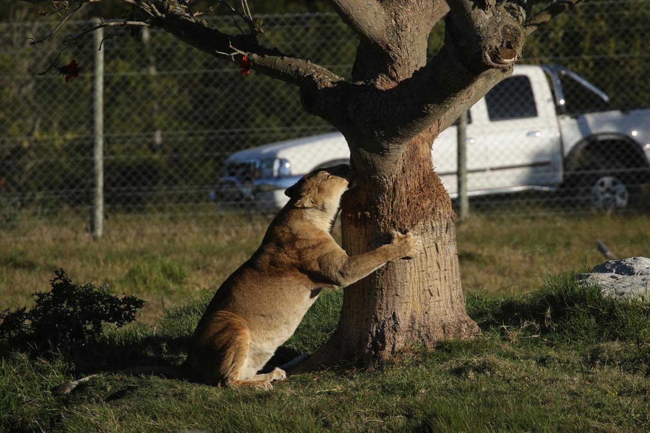 Kragga Kamma Game Park Villa Port Elizabeth Esterno foto