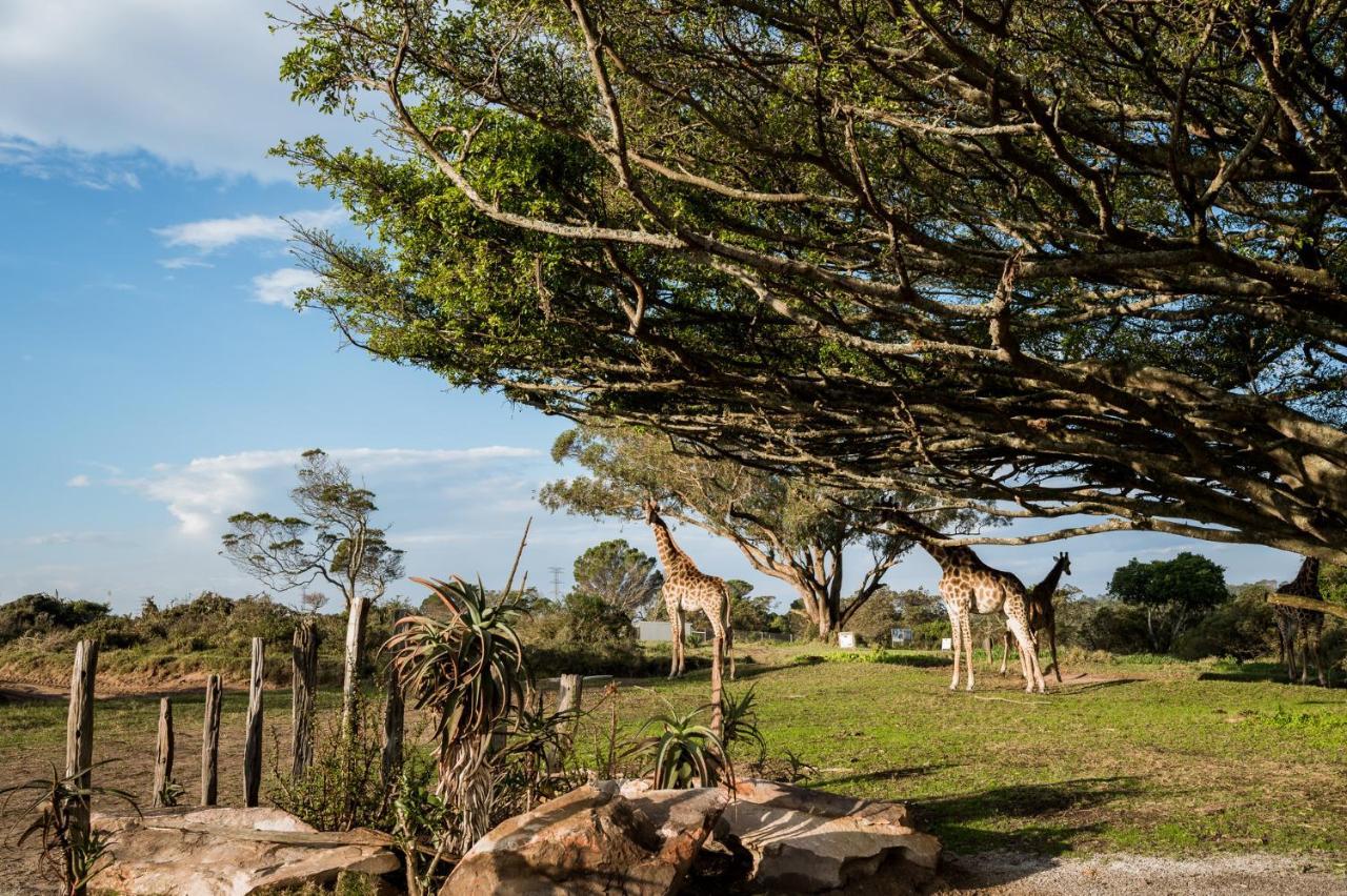 Kragga Kamma Game Park Villa Port Elizabeth Esterno foto