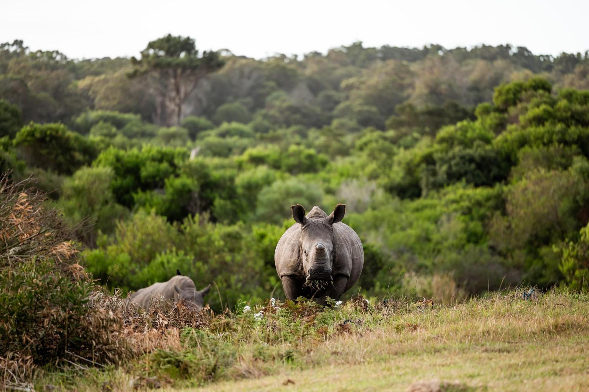 Kragga Kamma Game Park Villa Port Elizabeth Esterno foto